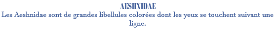 AESHNIDAE Les Aeshnidae sont de grandes libellules colorées dont les yeux se touchent suivant une ligne.