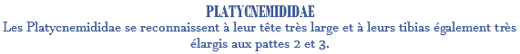 PLATYCNEMIDIDAE Les Platycnemididae se reconnaissent à leur tête très large et à leurs tibias également très élargis aux pattes 2 et 3.