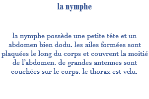 la nymphe la nymphe possède une petite tête et un abdomen bien dodu. les ailes formées sont plaquées le long du corps et couvrent la moitié de l’abdomen. de grandes antennes sont couchées sur le corps. le thorax est velu.