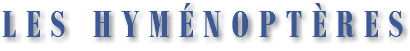 LES HYMÉNOPTÈRES