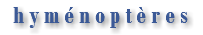 hyménoptères