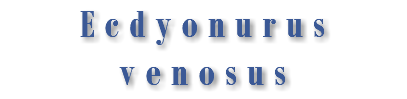 Ecdyonurus venosus