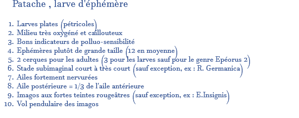  Patache , larve d'éphémère Larves plates (pétricoles) Milieu très oxygéné et caillouteux Bons indicateurs de polluo-sensibilité Ephémères plutôt de grande taille (12 en moyenne) 2 cerques pour les adultes (3 pour les larves sauf pour le genre Epéorus 2) Stade subimaginal court à très court (sauf exception, ex : R. Germanica) Ailes fortement nervurées Aile postérieure = 1/3 de l'aile antérieure Imagos aux fortes teintes rougeâtres (sauf exception, ex : E.Insignis) Vol pendulaire des imagos 