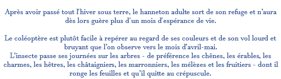  Après avoir passé tout l'hiver sous terre, le hanneton adulte sort de son refuge et n’aura dès lors guère plus d'un mois d'espérance de vie. Le coléoptère est plutôt facile à repérer au regard de ses couleurs et de son vol lourd et bruyant que l’on observe vers le mois d’avril-mai. L’insecte passe ses journées sur les arbres - de préférence les chênes, les érables, les charmes, les hêtres, les châtaigniers, les marronniers, les mélèzes et les fruitiers - dont il ronge les feuilles et qu’il quitte au crépuscule.