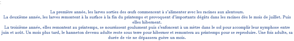 : La première année, les larves sorties des œufs commencent à s’alimenter avec les racines aux alentours. La deuxième année, les larves remontent à la surface à la fin du printemps et provoquent d’importants dégâts dans les racines dès le mois de juillet. Puis elles hibernent. La troisième année, elles remontent au printemps, se nourrissent goulument puis s’enfoncent à un mètre dans le sol pour accomplir leur nymphose entre juin et août. Un mois plus tard, le hanneton devenu adulte reste sous terre pour hiberner et remontera au printemps pour se reproduire. Une fois adulte, sa durée de vie ne dépassera guère un mois.